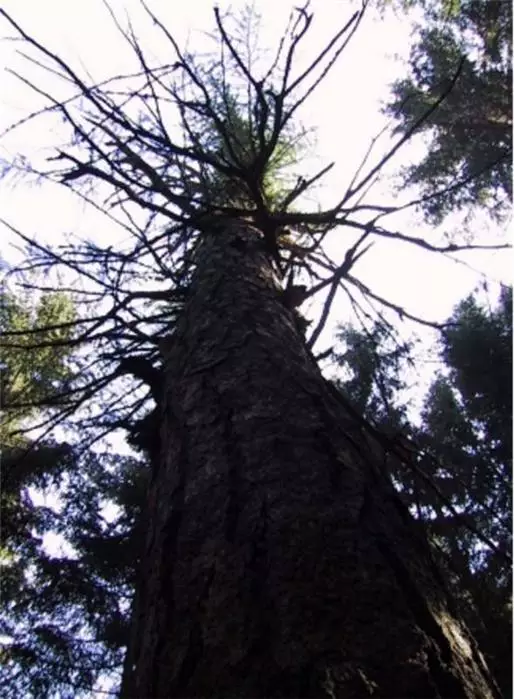 Larice Secolare Selva di Chambon