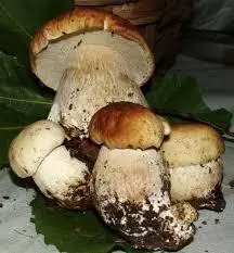 FUNGHI