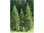 ALBERI
